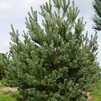 Сосна (Pinus) обыкновенная d9 h30 18шт