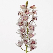 Орхидея Cymbidium Mini Mrs. Sabrina дл.50 1шт