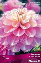 Георгина декоративная Милена Ф 1шт