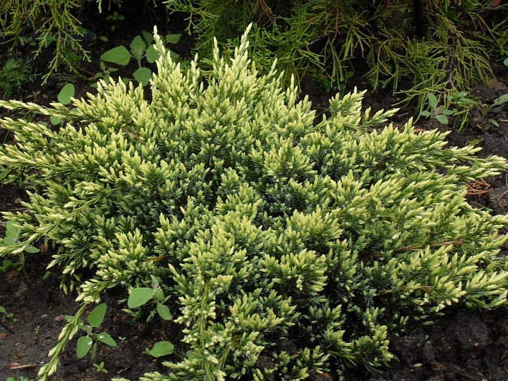 Можжевельник (Juniperus) чешуйчатый Холгер d26 h40 1шт