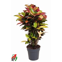 Кодиеум Петра Бранчд d24 h80 1шт