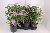 Клематис (Clematis) Булевард d15 h50 6шт