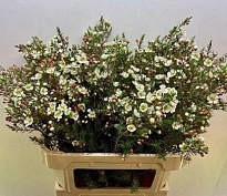 Хамелациум (waxfl) Gil 25 шт