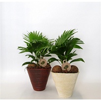 Ливистония Деко Керамика d23 h65 1шт