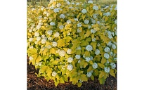 Пузыреплодник (Physocarpus) калинолист. Лютеус 2л h40-50 1шт