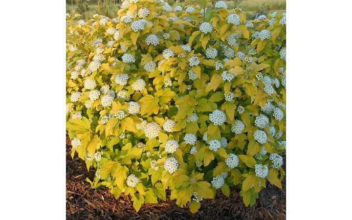 Пузыреплодник (Physocarpus) калинолист. Лютеус 2л h40-50 1шт