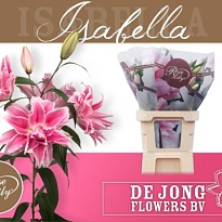 Лилия Dbl Roselily Isabell 3+10шт