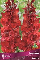 Гладиолус Амига 10/12 10шт