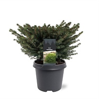 Ель (Picea) обыкновенная Нидиформис d23 h40 1шт