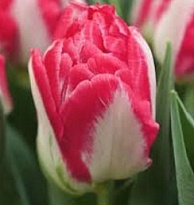 Тюльпан Do Pink Delight 10шт