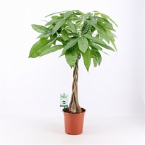 Пахира Твист стем d17 h60 6шт