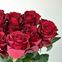 Роза Rhodos дл.50 10шт