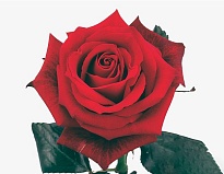 Роза Flor Hermosa Passion Turk дл.60 25шт