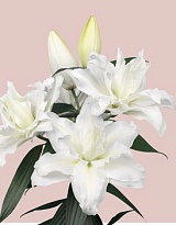 Лилия Dbl Roselily Jacintha 4+ дл.80 10шт