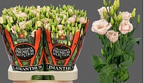 Эустома Lisanne Soft Pink 10шт