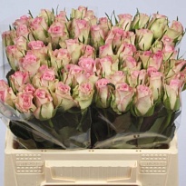 Роза Lovely Jewel дл.35 10шт