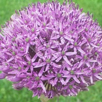 Алиум Gladiator 5шт