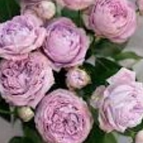 Роза Лавендер Баблс кустовая (МЦ) дл.70 10шт/уп