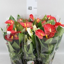 Антуриум микс d6 h25 12шт