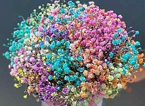 Гипсофила Pyganflor Rainbow дл.1000 25шт