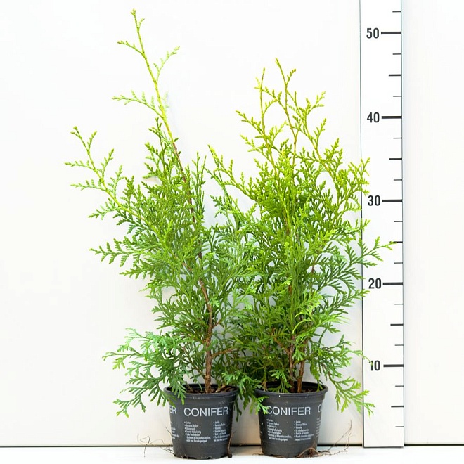 Туя (Thuja) западная Кинг оф Брабант d9 h30-40 18шт