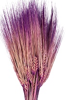 Ячмень сухоцвет, h60см, 100г, фиолетовый
