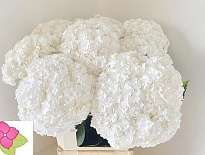 Гортензия Royal Highness дл.80 d25 1шт