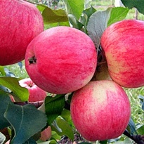 Яблоня Мельба подвой 54-118 полукарл. (ОКС) 1шт