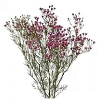 Хамелациум (Waxfl) Jupiter 25 шт