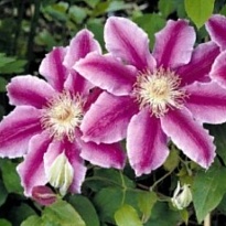 Клематис (Clematis) Гиренас 3л h80-100 1шт