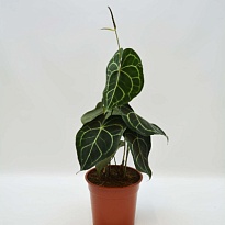 Антуриум Кларинервиум d7 h15 16шт