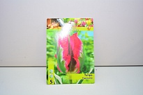 Тюльпан Эсперанто зеленоцв.вариег.11/12 5шт*