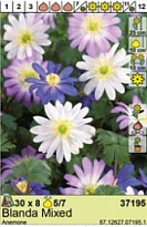 Анемона Бланда микс 5/7 8шт*