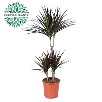 Драцена Магента 2Д d21 h90 1шт