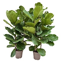Фикус Лирата 3рр d24 h130 1шт