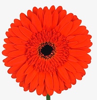 Гербера (Ц) аква Ankur 10шт