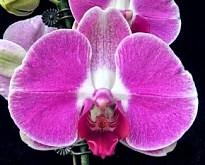 Орхидея Фален. Токацу 1ст d10 h50-55 10шт