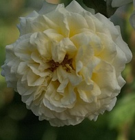 Роза Сирано де Бержерак плетистая/Цв.Кор