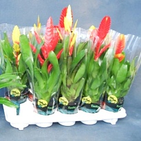 Вриезия микс d12 h40 10шт