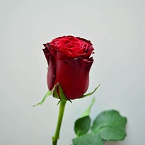 Роза Rhodos дл.70 10шт