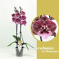 Орхидея Фален. Ингрид Биг Лип 2ст d12 h60 10шт