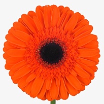 Гербера (Ц) аква Prestige 10шт