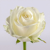Роза Аваланш одноголовая (МЦ) дл.60 20шт/уп