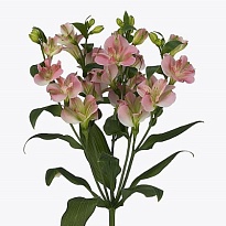 Альстромерия Florinca Charmelia Pink 10шт