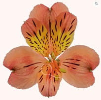 Альстромерия Qualisa Ambar дл.70 10шт