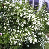 Чубушник (Philadelphus) Букет Бланк d9 1шт