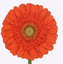 Гербера (Ц) aqua mini Dorito 10шт