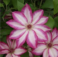 Клематис Пикоти крупноцв./Цв.Кор