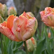 Тюльпан Salmon Parrot 50шт