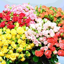 Роза кустовая Mix дл.70 10шт